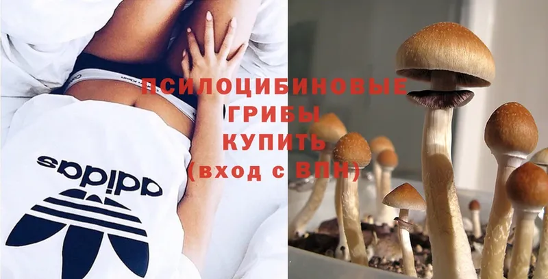 хочу   Ярославль  Галлюциногенные грибы Magic Shrooms 